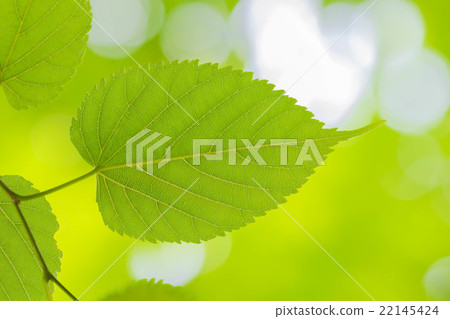 Fresh green leaf Eco image Fresh green leaf Eco image 22145424