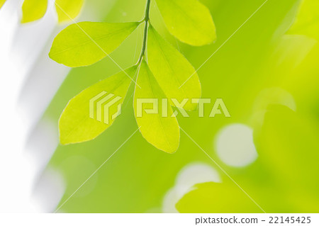 Fresh green leaf Eco image Fresh green leaf Eco image 22145425