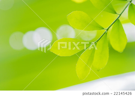 Fresh green leaf Eco image Fresh green leaf Eco image 22145426