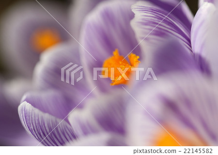 番 22145582
