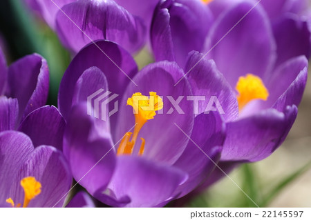 Crocus 22145597