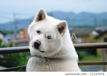 Japanese akita best sale puppy white