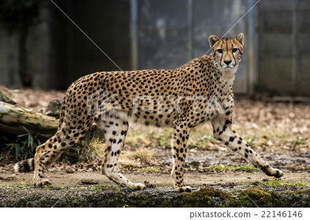 多摩動物公園的獵豹 多摩動物公園的獵豹 22146146