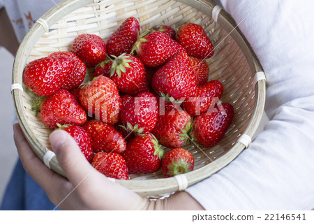 草莓 22146541
