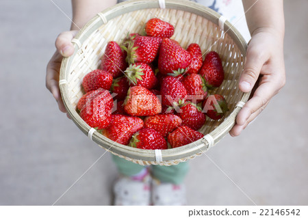 草莓 草莓 22146542