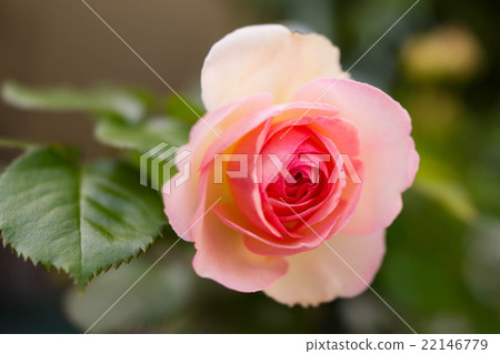 Rose Rose 22146779