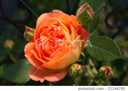 Lady of Charlotte 22146780