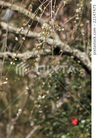 Zuisenji in March 22147475