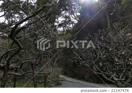 Zuisenji in March 22147476