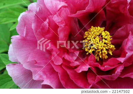 覆蓋牡丹花瓣① 覆蓋牡丹花瓣① 22147502