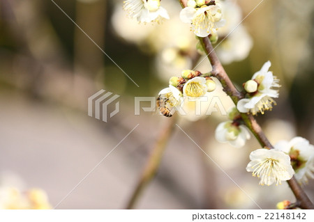 [Bees and white plum blossoms] 22148142