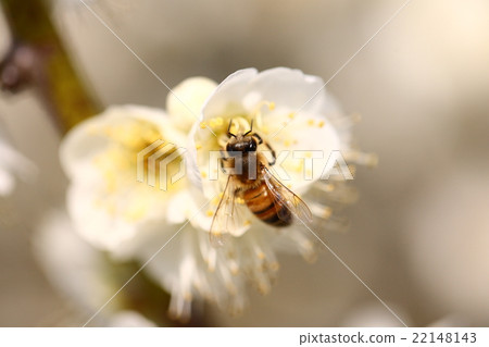 [Bees and white plum blossoms] 22148143