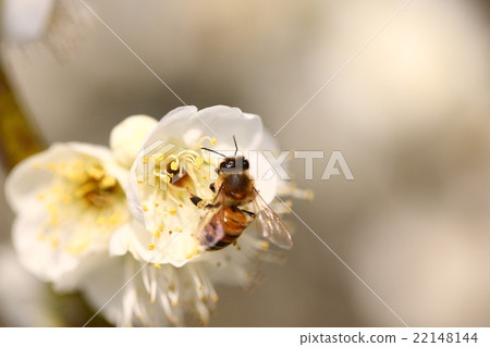 [Bees and white plum blossoms] 22148144