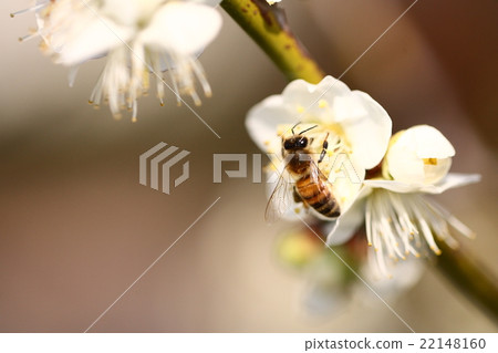 [Bees and white plum blossoms] 22148160