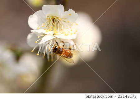 [Bees and white plum blossoms] 22148172