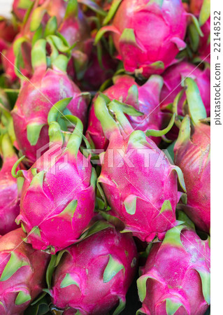 A group of cactus in the market 22148522