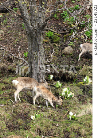 Ezo deer from the Shiretoko Peninsula 22149022