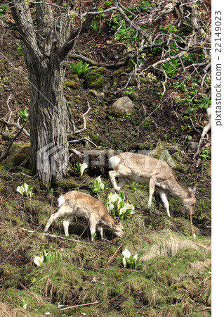 知床半島的埃佐鹿 知床半島的埃佐鹿 22149023