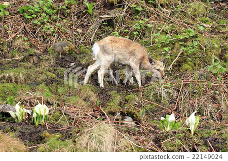 知床半島的埃佐鹿 22149024