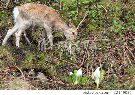 Ezo deer from the Shiretoko Peninsula 22149025