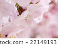 櫻花泉 22149193