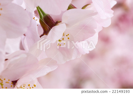 櫻花泉 櫻花泉 22149193