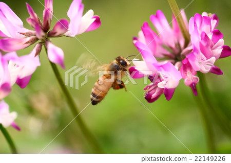 [Spring landscape, a bee that collects astragalus and flies] 22149226
