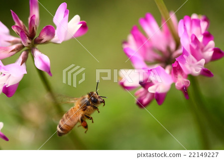 [春天風景，一隻蜜蜂收集黃芪並飛翔] 22149227