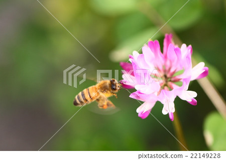 [Spring landscape, a bee that collects astragalus and flies] 22149228