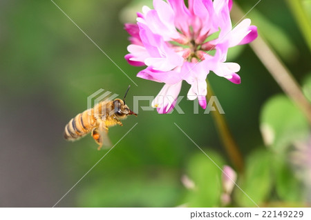 [Spring landscape, a bee that collects astragalus and flies] 22149229