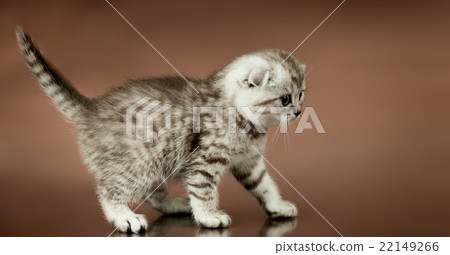 kitten kitten 22149266