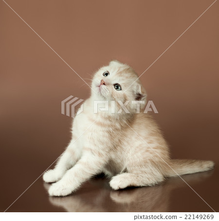 kitten kitten 22149269