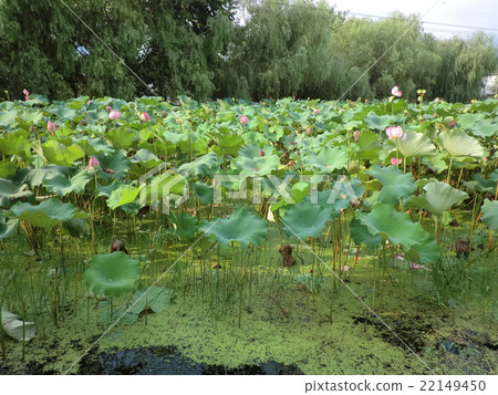 Fisheries field Fisheries field 22149450
