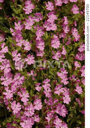 Sirene(Fukuro Nadesico) Sirene(Fukuro Nadesico) 22149700