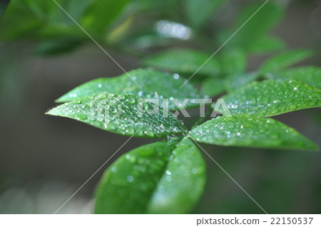 新鮮的綠色雨滴 新鮮的綠色雨滴 22150537