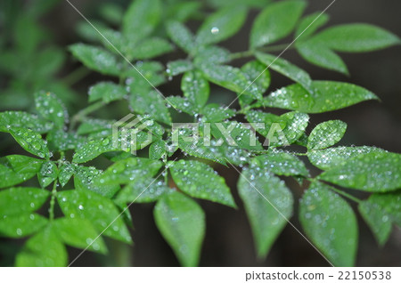 新鮮的綠色雨滴 新鮮的綠色雨滴 22150538