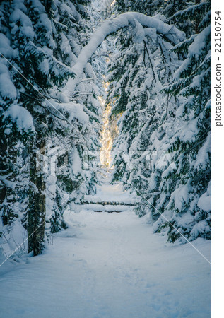 Winter snow covered trees. Winter wonderland Winter snow covered trees. Winter wonderland 22150754