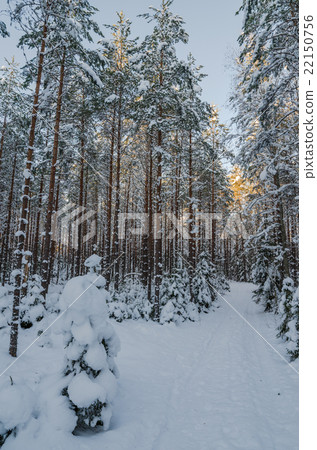 Winter snow covered trees. Viitna, Estonia. Winter snow covered trees. Viitna, Estonia. 22150756