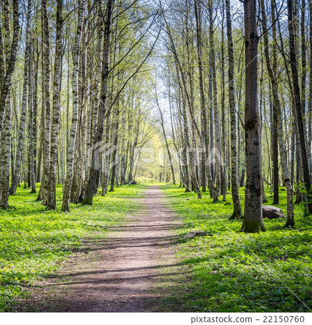 Alley shined by solar beams in spring park 22150760