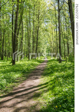 Path leading through the summer park 22150762