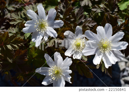 Ichirin soak 22150841