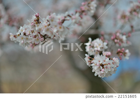 Fast blooming Izu Kawase Sakura 22151605