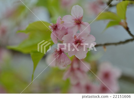 快速綻放的伊豆川瀨櫻花 22151606