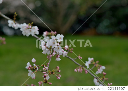 快速綻放的伊豆川瀨櫻花 22151607