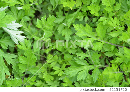 Wormwood 22151720