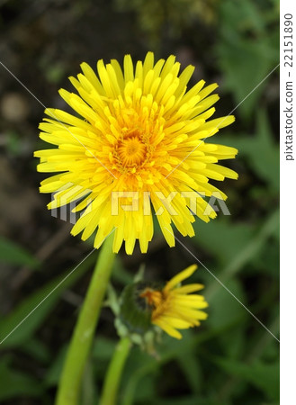 Healing dandelion Taraxacum officinale Healing dandelion Taraxacum officinale 22151890