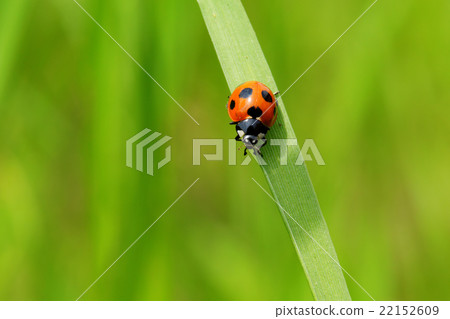 Parasitism in the grassland 22152609