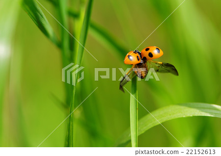 飛行明顯的昆蟲 22152613