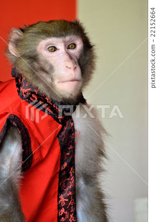 Monkey mawashi 22152664