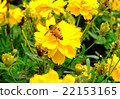Bee on yellow flower 22153165